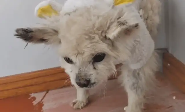 When his leg was broken and he was sold in a dog car, it was still hard to get out of fear