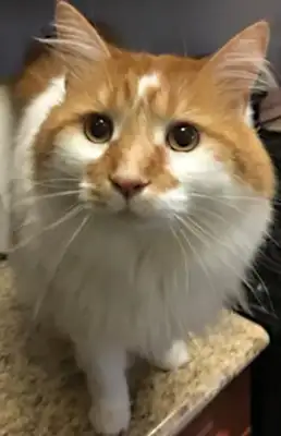 Early identification and treatment of cat fat heart disease: case sharing and diagnostic techniques