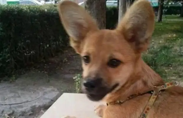 When the Chinese dogs grew up, they changed