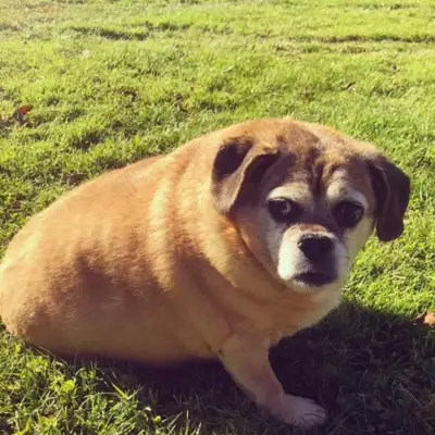 Fat dogs won't live for two months