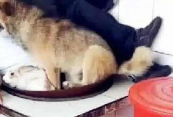 The rabbit sleeps with the master, the dog faces the dog, the dog: Don't worry