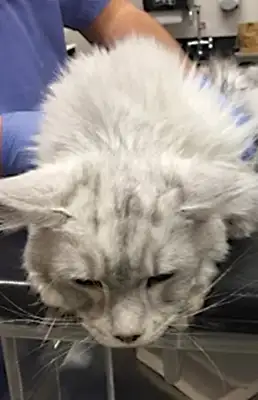 Early identification and treatment of cat fat heart disease: case sharing and diagnostic techniques