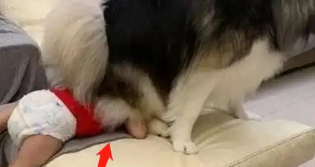 The master lets Alaeva, and the dog uses the baby as a cushion, and the details put Mom down