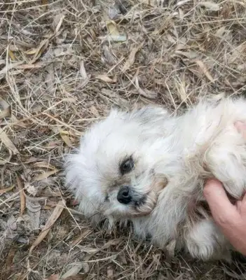 The boy found a stray dog when he came home, saw what happened to him, and decided to make it up to him. It's..