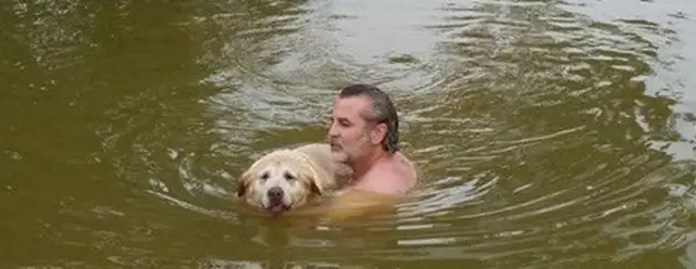The old dog with all his teeth is trying to swim