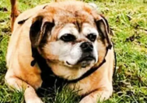 Fat dogs won't live for two months
