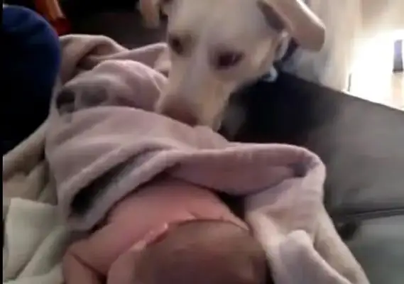 The dog ran into the baby's room, and the master ran in and she cried