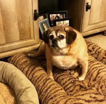 Fat dogs won't live for two months