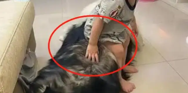 The master lets Alaeva, and the dog uses the baby as a cushion, and the details put Mom down
