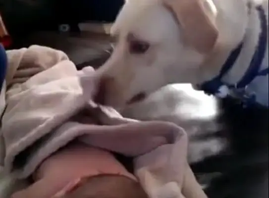 The dog ran into the baby's room, and the master ran in and she cried