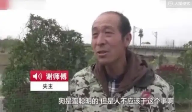 It's a real dog! The owner of the dog trained the golden hair to steal the chicken