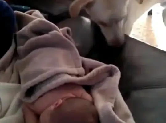 The dog ran into the baby's room, and the master ran in and she cried