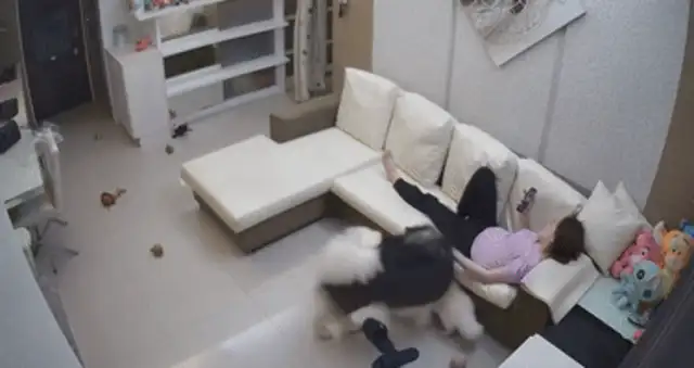 The master lets Alaeva, and the dog uses the baby as a cushion, and the details put Mom down