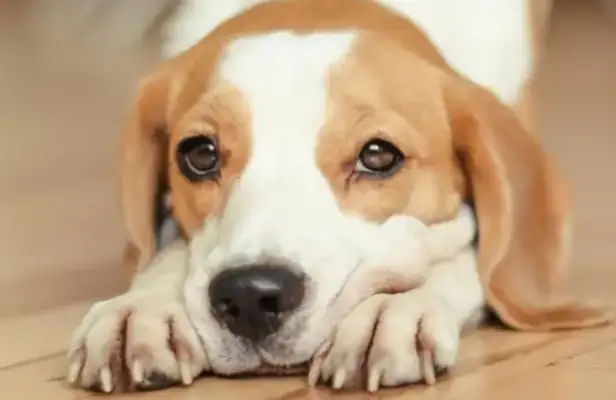Have you ever met a Pod Dog