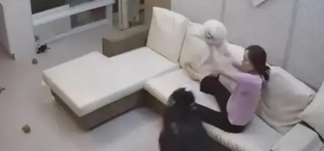 The master lets Alaeva, and the dog uses the baby as a cushion, and the details put Mom down