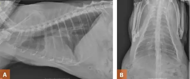 Early identification and treatment of cat fat heart disease: case sharing and diagnostic techniques