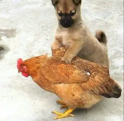 It's a real dog! The owner of the dog trained the golden hair to steal the chicken