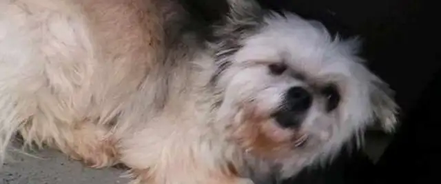 The boy found a stray dog when he came home, saw what happened to him, and decided to make it up to him. It's..