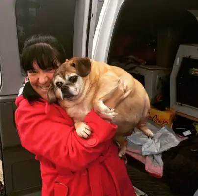Fat dogs won't live for two months