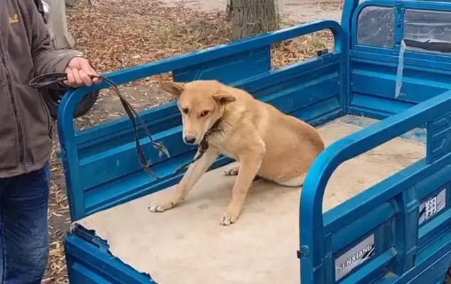 The crippled dog seller