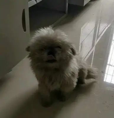 The boy found a stray dog when he came home, saw what happened to him, and decided to make it up to him. It's..
