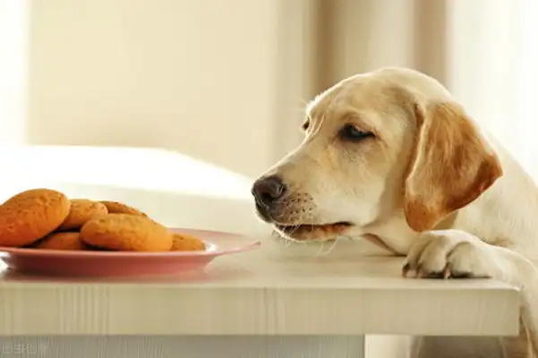 The dog's name is healthy. The dog's name is healthy