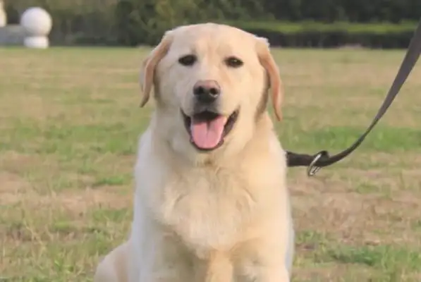If you don't take care of the puppy over time, don't raise the dogs