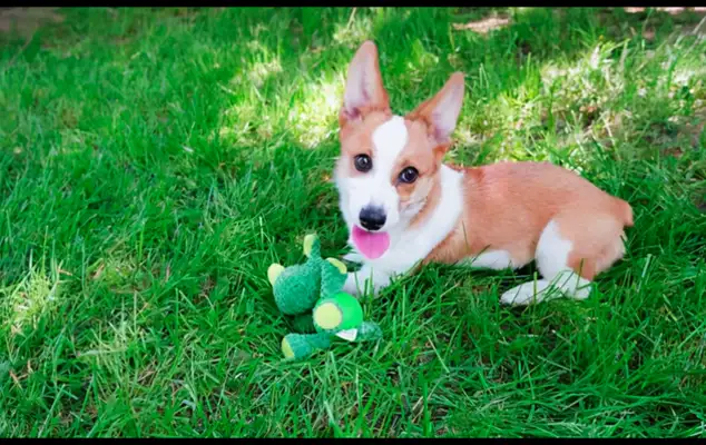 The master took Corky on a field trip, and it cost him 40,000 to be treated because of a sudden paralysis