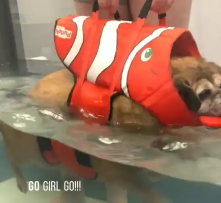 Fat dogs won't live for two months