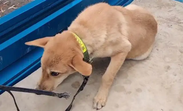 The crippled dog seller