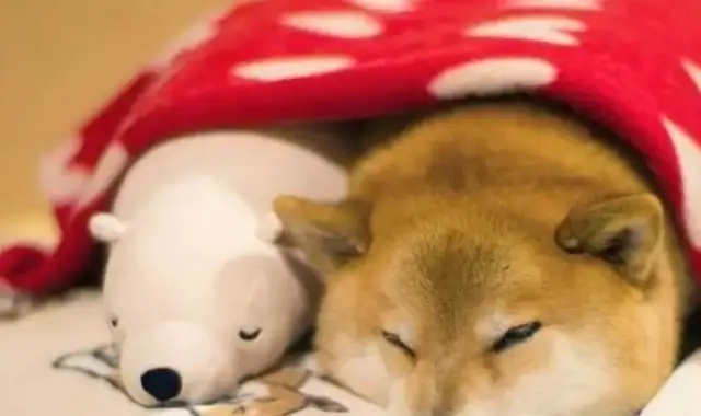 The master works at home, and it's too lonely to find the dog asleep