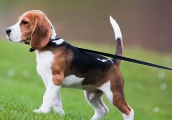 Take the dog to the garden and be careful. Civilised dogs follow the new rules