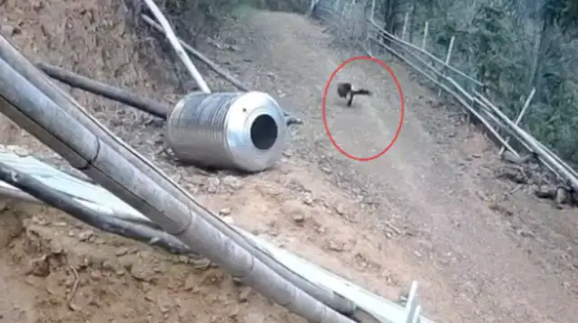 The eagles are going to catch the chickens at home, a bunch of dogs are going up and they're going to take it away