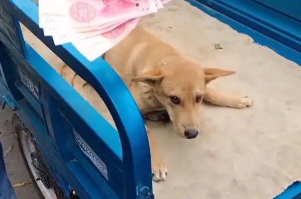 The crippled dog seller