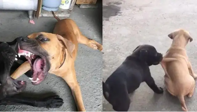 Two dogs running at each other's feet