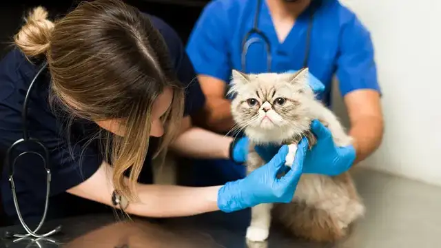 Cats hide 14 subtle signs of pain, do you notice