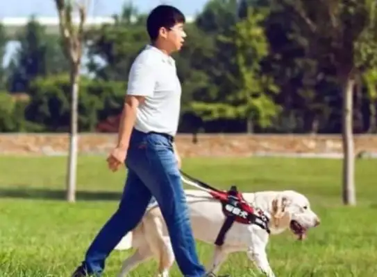 A hotel in Pearlhai refused to let a guide dog in