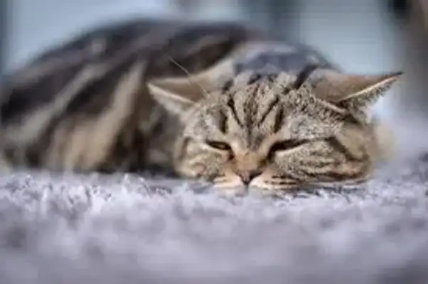 Cats hide 14 subtle signs of pain, do you notice