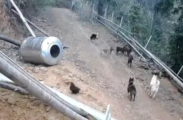The eagles are going to catch the chickens at home, a bunch of dogs are going up and they're going to take it away