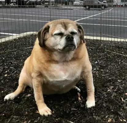 Fat dogs won't live for two months