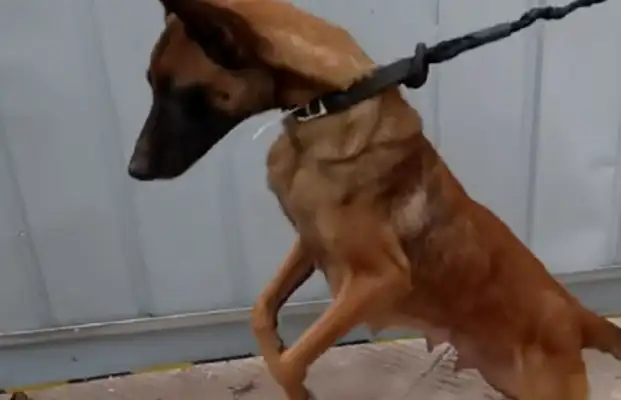 Zhejiang: Nine doggies have a full moon and their skinny dogs are sold, almost every time they feed them