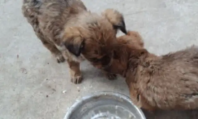 In order to adopt two stray dogs, the netizens gave up flying and took the dogs on a bus for eight hours