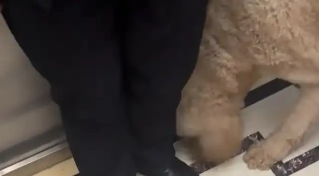 The men in the elevator shouted, "Attention, the dogs are sitting right now." Okay