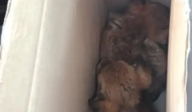 In order to adopt two stray dogs, the netizens gave up flying and took the dogs on a bus for eight hours