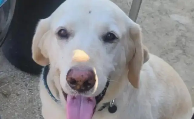 The owner met the snake, but the dog was poisoned after he saved him