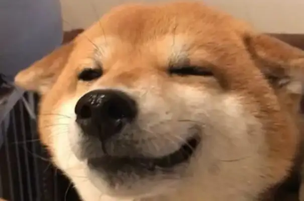 The "smiling" of a firewood dog makes it impossible to find out what it looks like