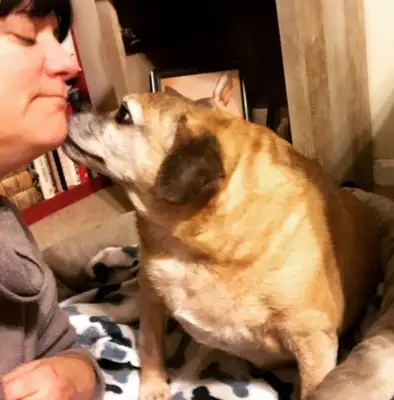 Fat dogs won't live for two months