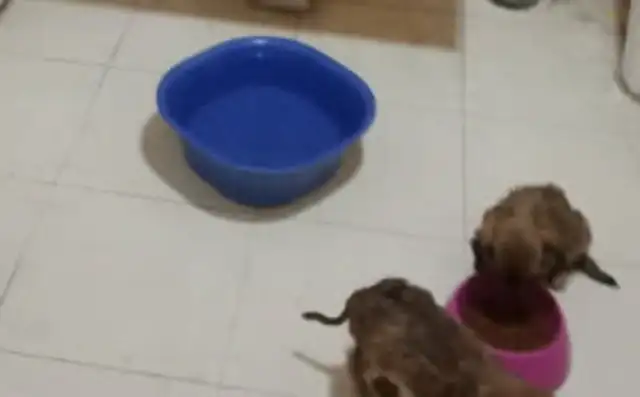 In order to adopt two stray dogs, the netizens gave up flying and took the dogs on a bus for eight hours