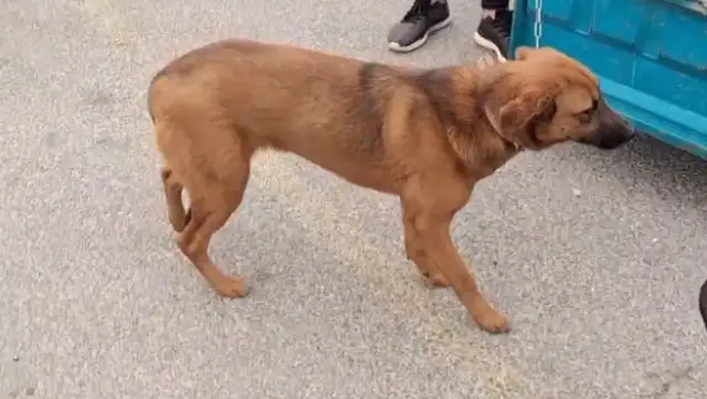 A tug with a tail, or a 620-seller. Ma: Go with him! My dog is good