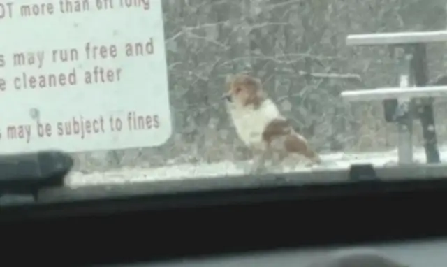 The master of love left behind the 10-year-old dog, and the faithful dog sat by the road waiting. Okay